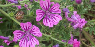 malva cucina ricetta